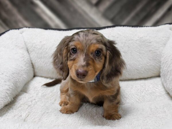 Dachshund-DOG-Male-Cream-23868-Petland Racine, Wisconsin