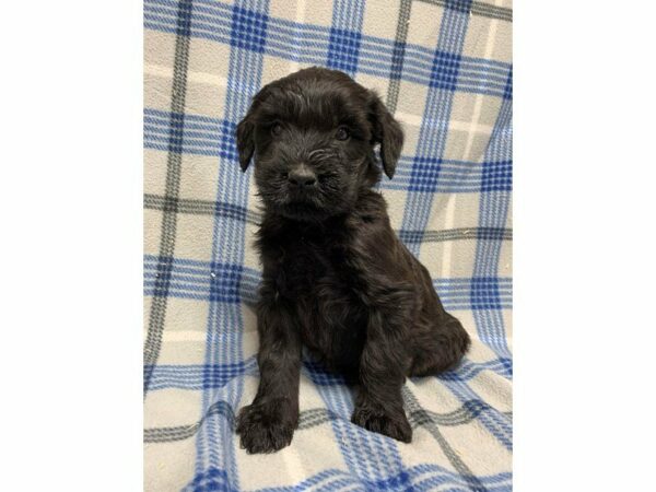 Giant Schnauzer DOG Female 23894 Petland Racine, Wisconsin