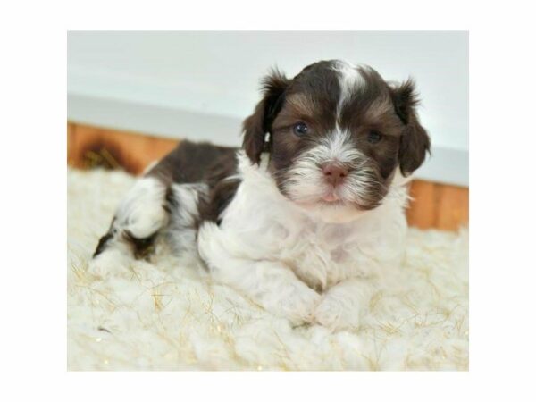 Havanese-DOG-Male-Chocolate / White-15358-Petland Racine, Wisconsin
