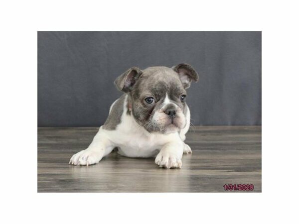 French Bulldog-DOG-Male-Blue Fawn-15356-Petland Racine, Wisconsin