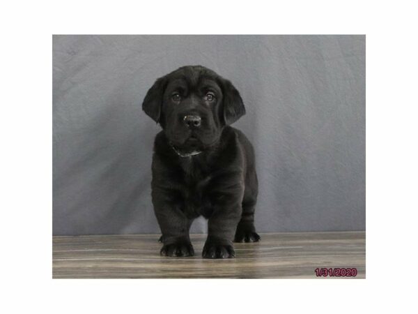 Shar Pei/Basset Hound-DOG-Female-Black-15361-Petland Racine, Wisconsin