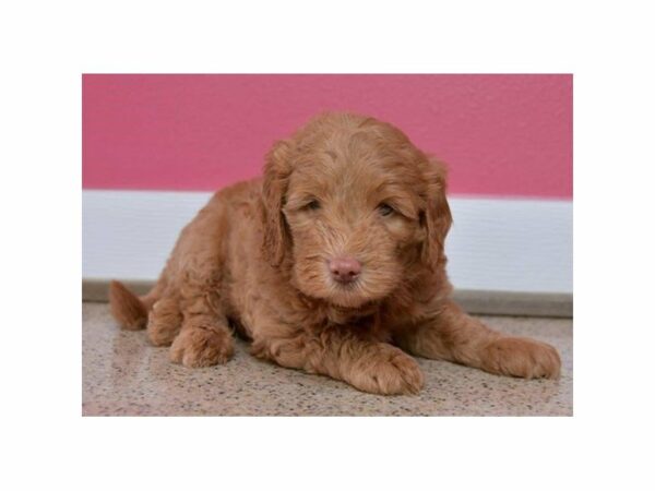 Labradoodle-Mini-DOG-Male-Golden-15363-Petland Racine, Wisconsin