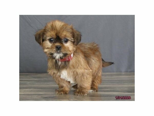 Yorkie/Shih Tzu-DOG-Female-Brown / White-15362-Petland Racine, Wisconsin