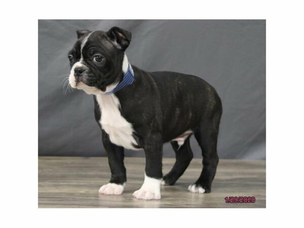 Boston Terrier-DOG-Male-Black / White-23888-Petland Racine, Wisconsin