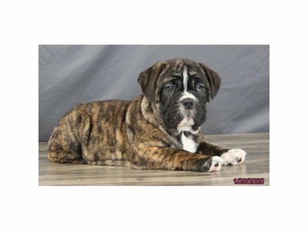 Bulldog DOG Female Brindle 23881 Petland Racine, Wisconsin