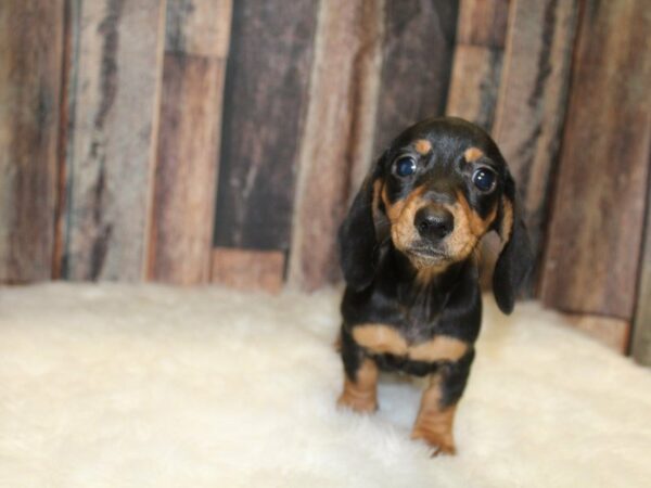 Dachshund-DOG-Female-Black/Tan-15364-Petland Racine, Wisconsin