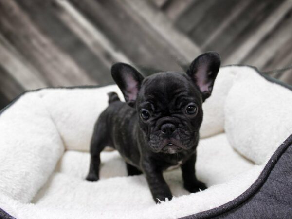 French Bulldog-DOG-Female-BRINDLE-23899-Petland Racine, Wisconsin