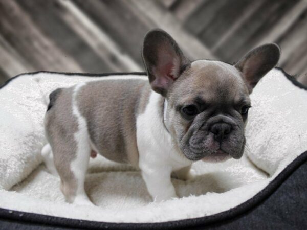 French Bulldog-DOG-Male-Blue Fawn-23890-Petland Racine, Wisconsin