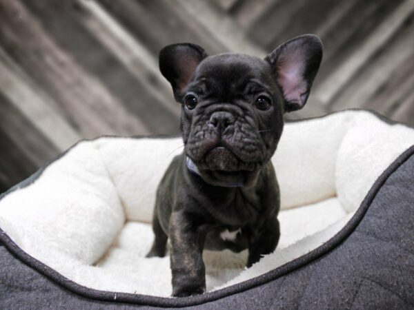 French Bulldog-DOG-Male-BRINDLE-23898-Petland Racine, Wisconsin