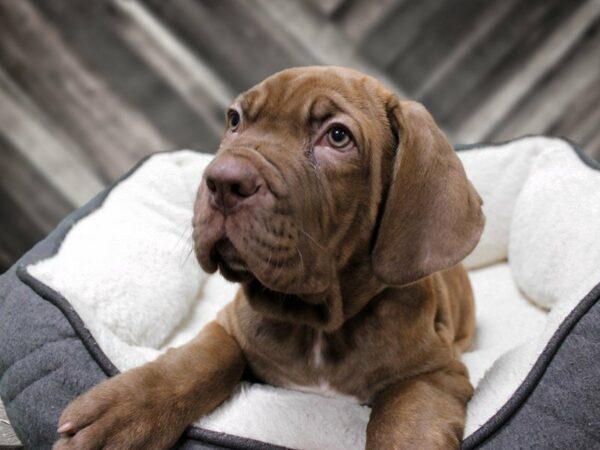 Ultimate Mastiff DOG Female MAHOGANY 23897 Petland Racine, Wisconsin