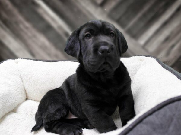 Walrus DOG Female Black 23885 Petland Racine, Wisconsin