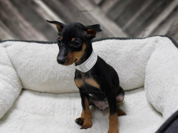 Miniature Pinscher-DOG-Male-Black / Tan-23889-Petland Racine, Wisconsin