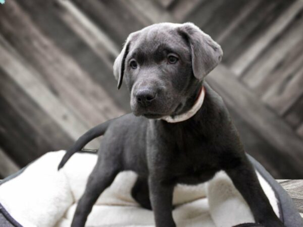 Labrador Retriever-DOG-Male-Charcoal-23892-Petland Racine, Wisconsin