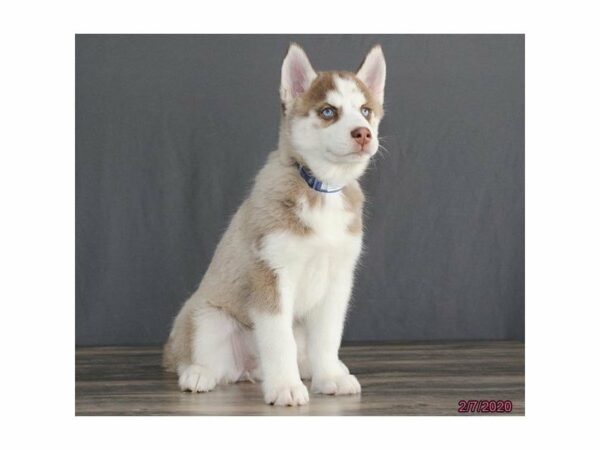 Siberian Husky-DOG-Female-Red / White-15367-Petland Racine, Wisconsin