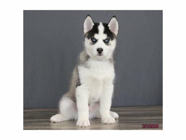 Siberian Husky-DOG-Male-Black / White-15366-Petland Racine, Wisconsin