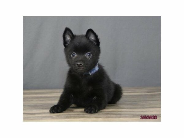 Schipperke DOG Male Black 23915 Petland Racine, Wisconsin