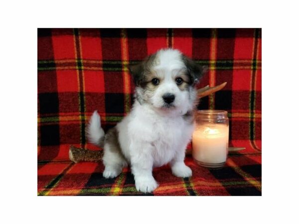 Yorkie/Bichon-DOG-Female-Chocolate-23916-Petland Racine, Wisconsin