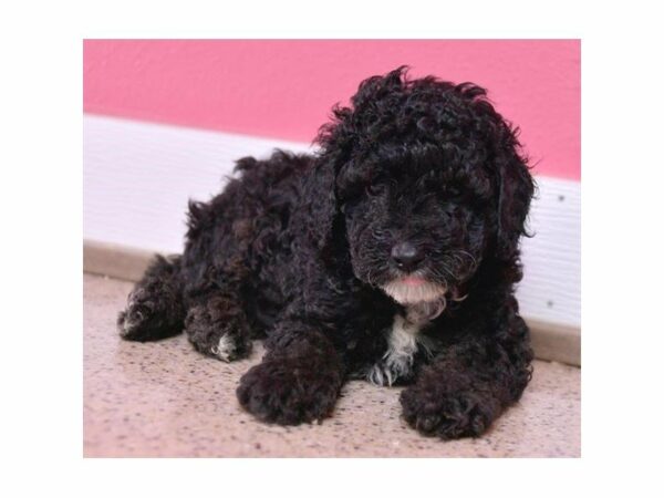 Poodle-DOG-Male-Black-23912-Petland Racine, Wisconsin