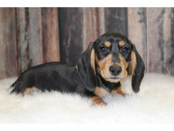 Dachshund-DOG-Male-Black/Tan-15370-Petland Racine, Wisconsin