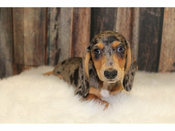 Dachshund-DOG-Female-Blue Merle-15371-Petland Racine, Wisconsin