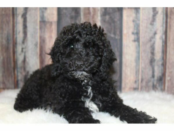 Poodle-DOG-Male-Black-15372-Petland Racine, Wisconsin