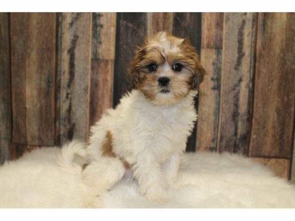 Shih Poo-DOG-Female-Sable/ White-15373-Petland Racine, Wisconsin