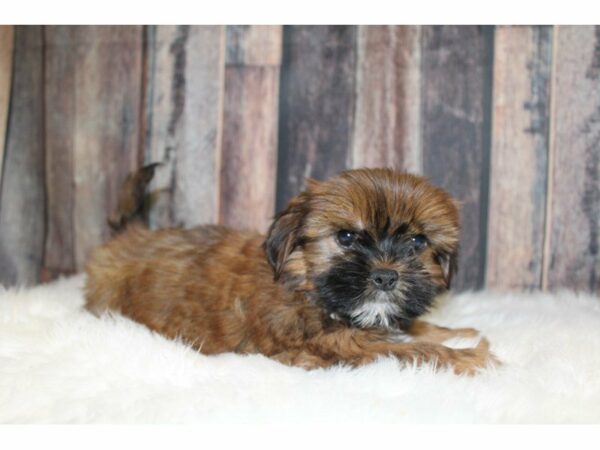 Shih Tzu/Yorkie-DOG-Male-Brown / White-15374-Petland Racine, Wisconsin