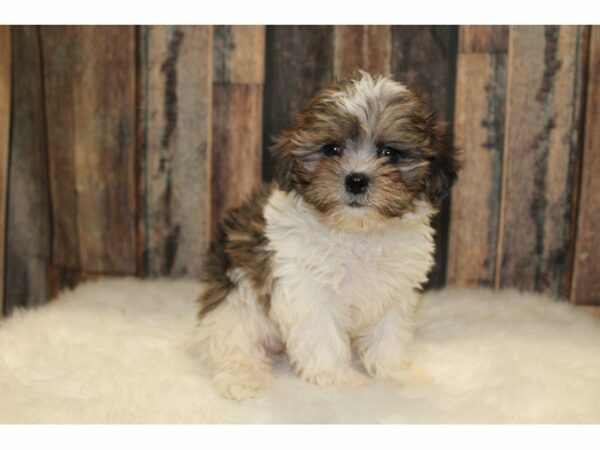 Shih Poo-DOG-Female-Blue Merle / White-15375-Petland Racine, Wisconsin