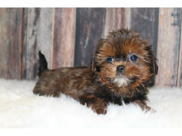 Shih Tzu/Yorkie-DOG-Female-Brown / White-15377-Petland Racine, Wisconsin