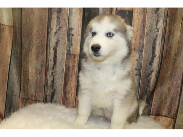 Siberian Husky-DOG-Male-Grey/White-15378-Petland Racine, Wisconsin