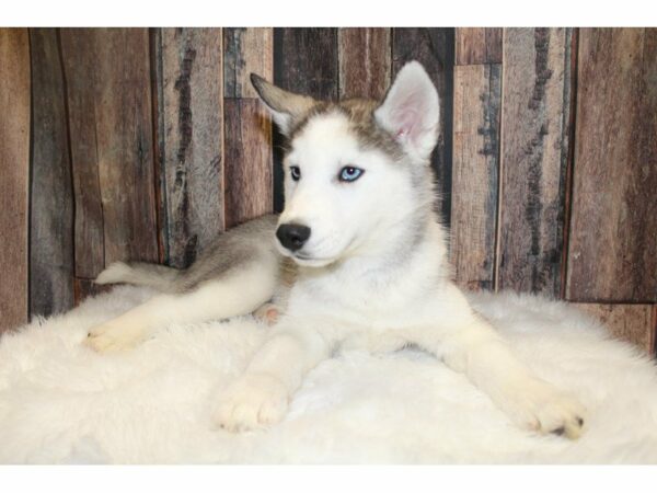 Siberian Husky-DOG-Male-Grey/White-15379-Petland Racine, Wisconsin