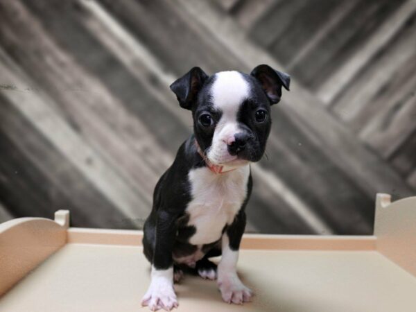 Boston Terrier-DOG-Male-BLK/WH-23921-Petland Racine, Wisconsin
