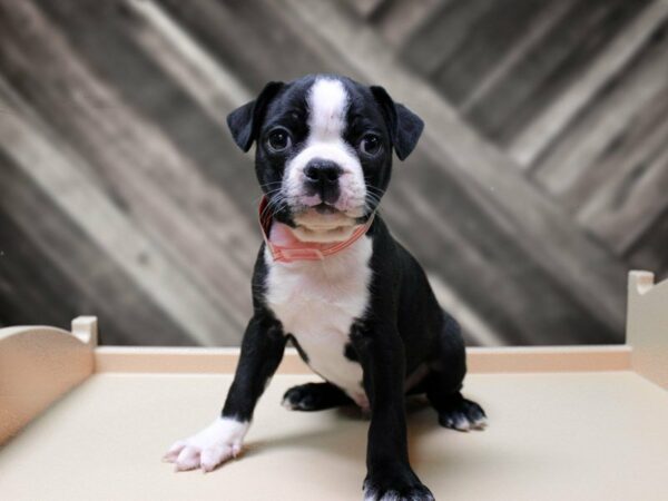 Boston Terrier-DOG-Male-BLK/WH-23922-Petland Racine, Wisconsin