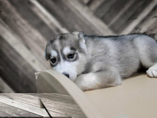 Siberian Husky-DOG-Male-GREY/WH-23920-Petland Racine, Wisconsin