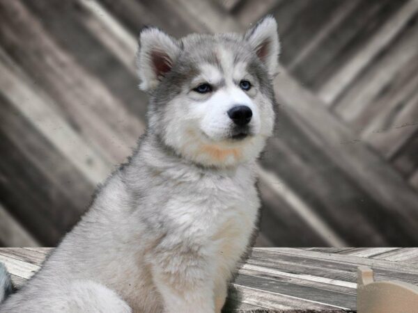 Siberian Husky-DOG-Male-GREY/WH-23919-Petland Racine, Wisconsin