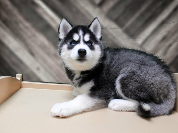 Siberian Husky-DOG-Female-Black / White-23907-Petland Racine, Wisconsin