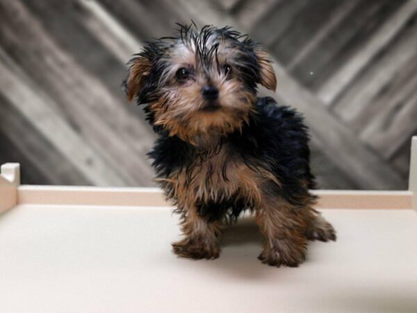 Yorkshire Terrier-DOG-Male-BLU/GLD-23917-Petland Racine, Wisconsin