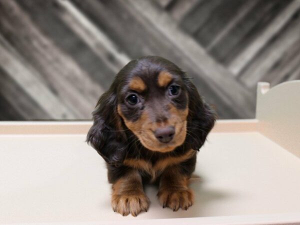 Dachshund-DOG-Female-CHOC-23908-Petland Racine, Wisconsin