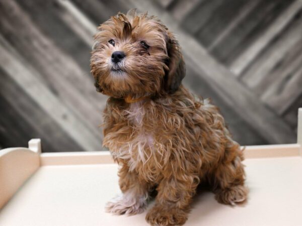 Shihpoo DOG Female RED 23918 Petland Racine, Wisconsin