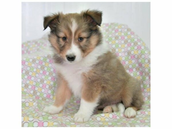 Shetland Sheepdog-DOG-Female-Sable / White-23935-Petland Racine, Wisconsin