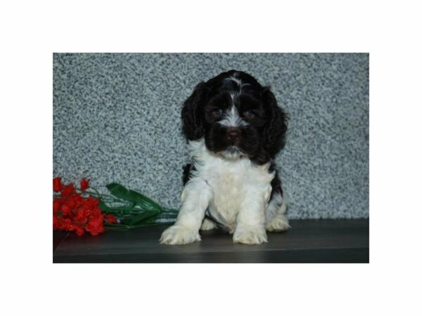 Cockapoo 2nd Generation DOG Female Chocolate / White 23930 Petland Racine, Wisconsin