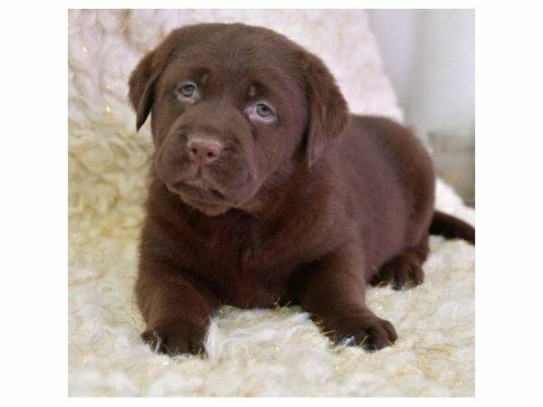 Labrador Retriever-DOG-Female-Chocolate-23934-Petland Racine, Wisconsin