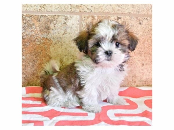 Maltese/Shih Tzu-DOG-Female-Chocolate / White-23933-Petland Racine, Wisconsin