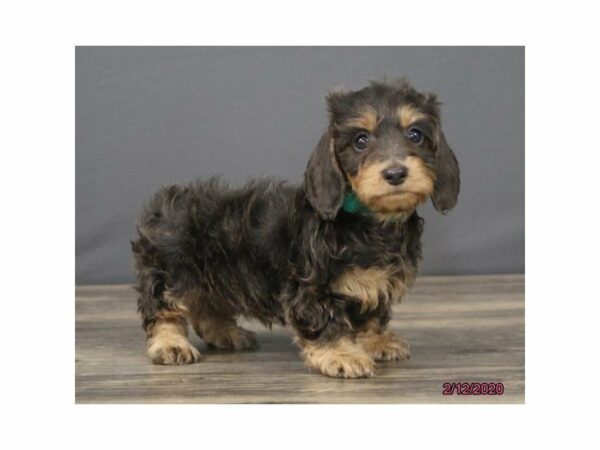 Dachshund-DOG-Female-Blue / Tan-23931-Petland Racine, Wisconsin