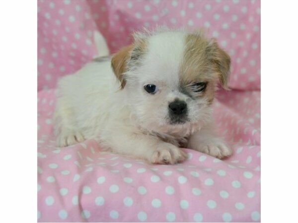 French Shih-DOG-Male-Gold / White-23926-Petland Racine, Wisconsin