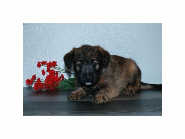 Soft Coated Wheaten Terrier-DOG-Female-Wheaten-23937-Petland Racine, Wisconsin