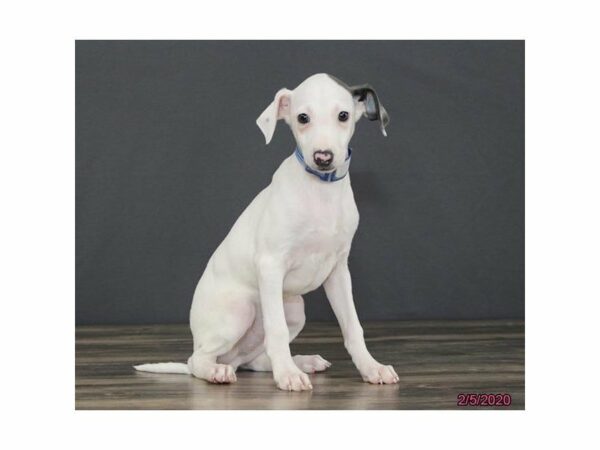 Italian Greyhound DOG Male White 23938 Petland Racine, Wisconsin