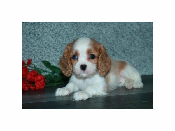 Cavalier King Charles Spaniel-DOG-Female-Blenheim-15383-Petland Racine, Wisconsin