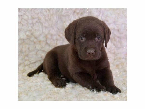 Labrador Retriever-DOG-Female-Chocolate-15384-Petland Racine, Wisconsin