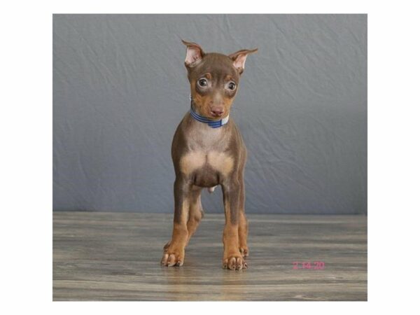 Miniature Pinscher DOG Male Chocolate / Tan 15382 Petland Racine, Wisconsin